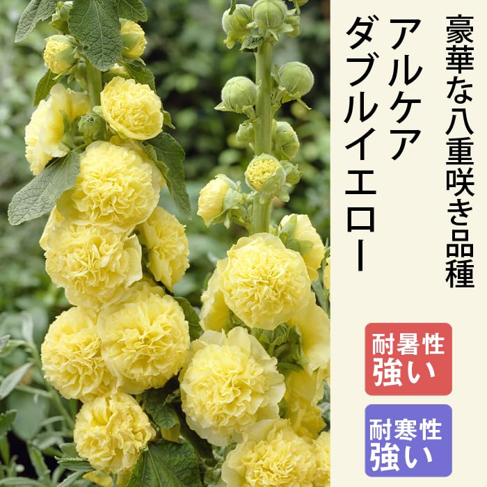 スルコレブチアsp イエロー花♬カキコ2つ Amazon.co.jp: 宿根草 苗 アルケア ダブルイエロー 9cmロングポット
